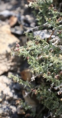 Galium hypotrichium