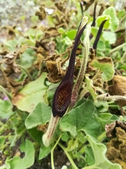 Aristolochia wrightii