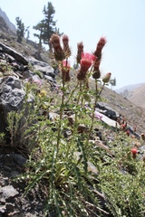 Cirsium arizonicum arizonicum