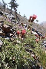 Cirsium arizonicum arizonicum