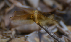 Diplacodes haematodes