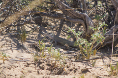 Aspidoscelis tesselatus