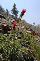 Cirsium arizonicum arizonicum