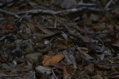 Diplacodes haematodes