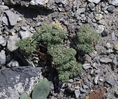 Cymopterus cinerarius