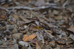 Diplacodes haematodes