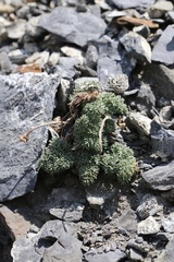 Cymopterus cinerarius