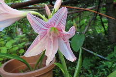 Hippeastrum reticulatum