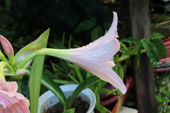 Hippeastrum reticulatum