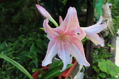 Hippeastrum reticulatum