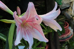 Hippeastrum reticulatum
