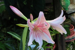 Hippeastrum reticulatum