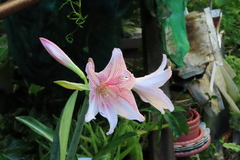 Hippeastrum reticulatum