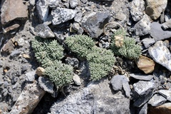 Cymopterus cinerarius
