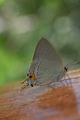 Hypolycaena erylus
