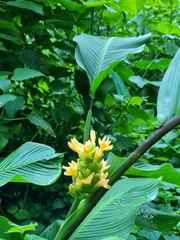 Goeppertia macrosepala