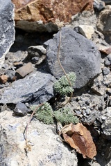 Cymopterus cinerarius