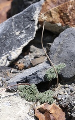 Cymopterus cinerarius