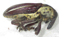 Sternuchopsis exilis