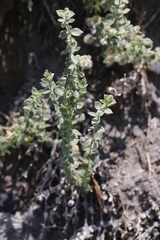 Galium hypotrichium