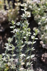 Galium hypotrichium