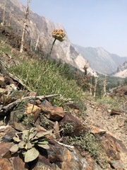 Eriogonum latens