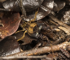 Neogonyleptes docilis