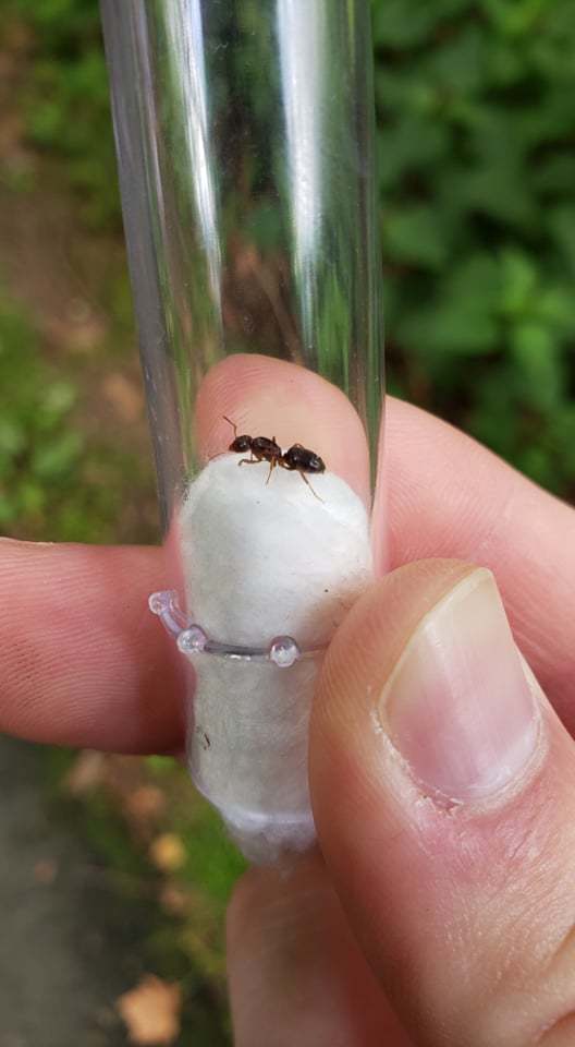 Lasius speculiventris