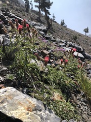 Cirsium arizonicum arizonicum