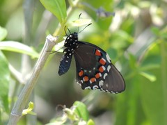 Battus philenor acauda