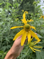 Rudbeckia laciniata