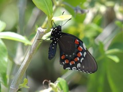 Battus philenor acauda