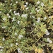 photo of Alkali Heliotrope (Heliotropium curassavicum)