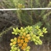 photo of Coastal Goldenbush (Isocoma menziesii)