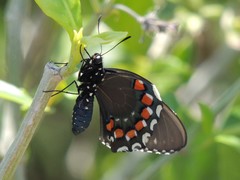 Battus philenor acauda