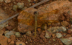 Diplacodes haematodes