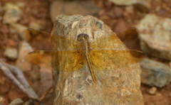 Diplacodes haematodes