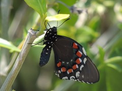 Battus philenor acauda