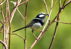 Malurus cyaneus cyanochlamys