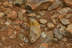 Diplacodes haematodes