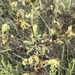 photo of Branching Phacelia (Phacelia ramosissima)