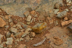 Diplacodes haematodes