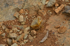 Diplacodes haematodes