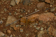 Diplacodes haematodes