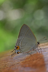 Hypolycaena erylus
