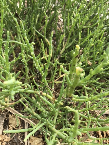 photo of Pickleweeds (Salicornia)