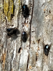 Calliphora quadrimaculata