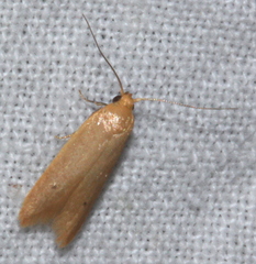 Platoloncha psamathina