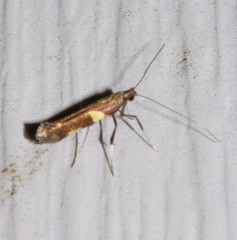 Caloptilia cornusella