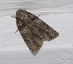 Acronicta increta